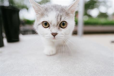 Regular brushing of your cat's teeth can help prevent oral disease that can spread bacteria to other parts of your cat's body. How to Brush Your Cat's Teeth | FirstVet