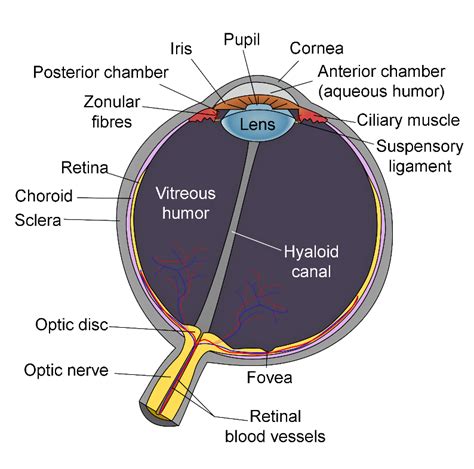 The Fluid Present In The Anterior Part Of The Eye In Front Of The Eye