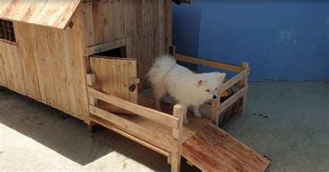Diy Dog Dream House Is Cozy And Easy To Build Pet Buzz
