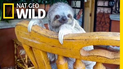 Baby Sloths Learn To Climb On Rocking Chairs Nat Geo Wild Youtube