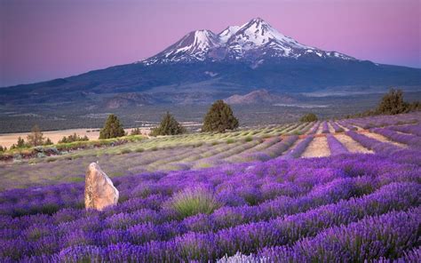 Lavender Lavender Fields Mountain Nature Field Hd Wallpapers Download