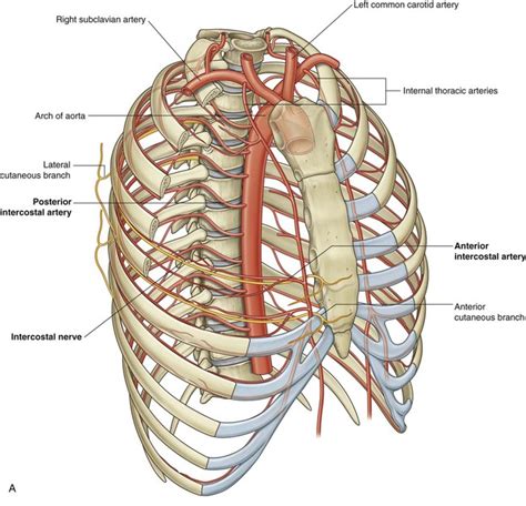 Thorax Anatomy Wall Cavity Organs Neurovasculature Kenhub Images