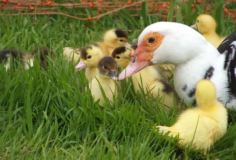 Warning Stupidly Cute Photos Of Muscovy Ducklings The Hedgecombers