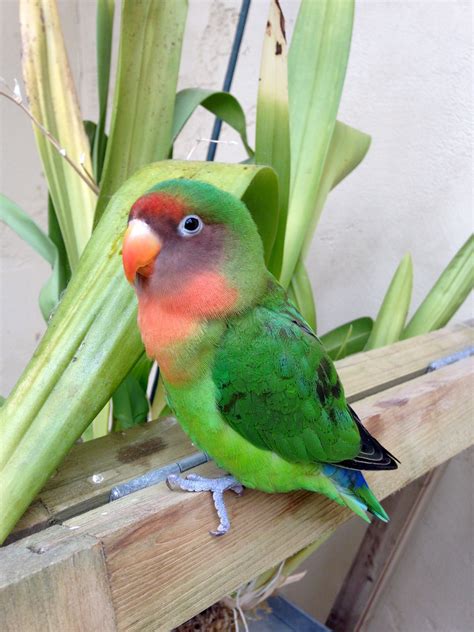 Twyler Ross Peach Faced And Black Masked Lovebird Hybrid ️ Black Mask