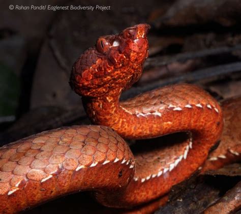 India Gets A New Species Of Venomous Pit Viper Snake Indias Endangered