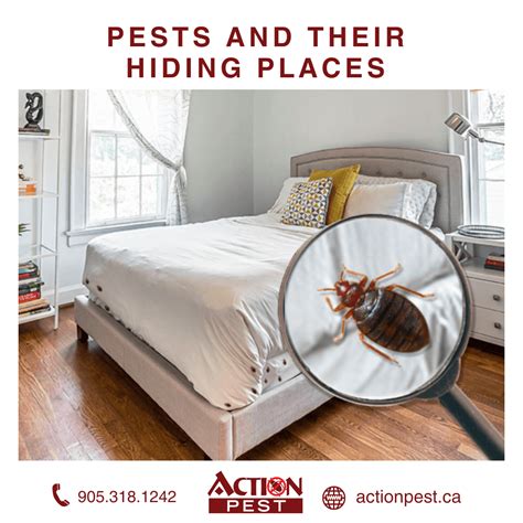 Action Pest Control Servicesfrom Kitchen To Bedroom Pests And Where