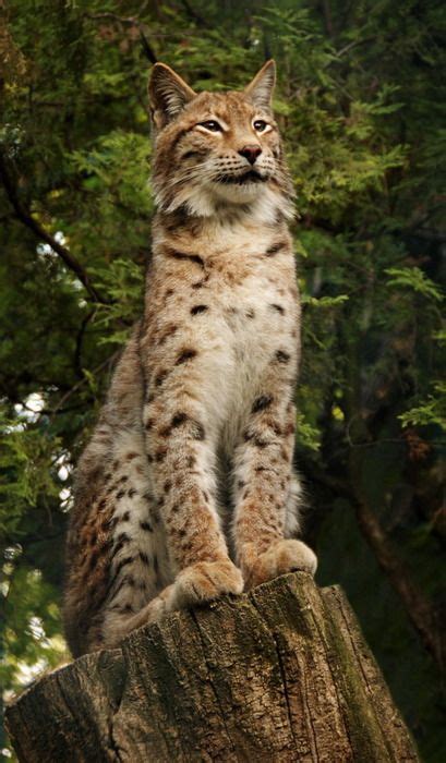 716 Best Images About Bob Cat Caracal Golden Cat Lynx