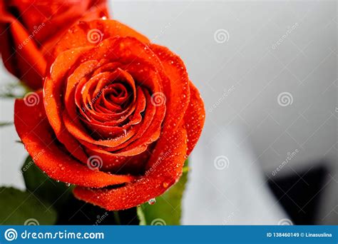 Beautiful Red Rose With Water Drops Macro Stock Image Image Of Drops