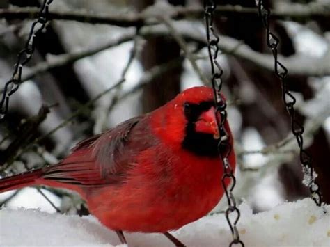 Snow Cardinal Roanoke Animals Snow