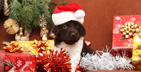 Check out results for christmas gifts for dogs Christmas Gifts for Dogs and Dog Lovers | Australian Dog Lover