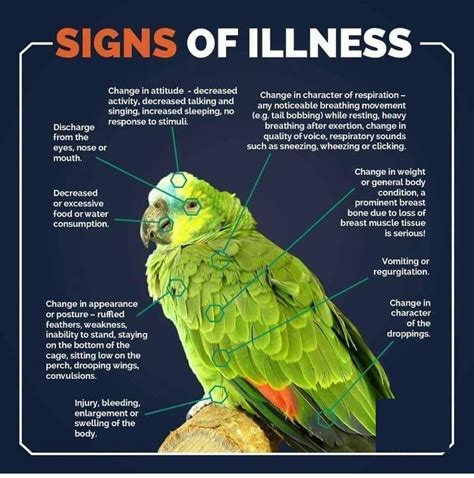 Signs Of Parrot Illness Pet Birds Pet Birds Parrots Budgies Bird