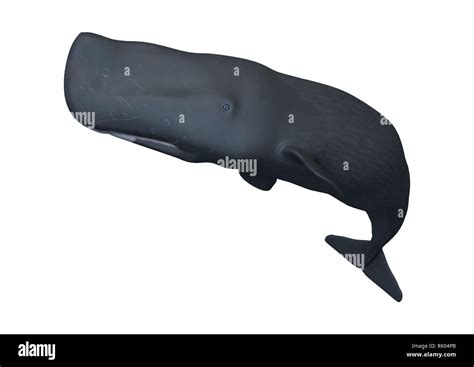 3D Rendering Sperm Whale Or Cachalot On White Stock Photo Alamy