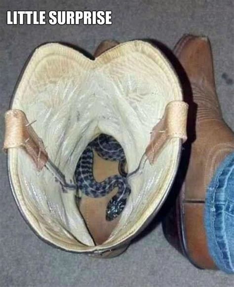 There A Snake In My Boot Funny Faxo