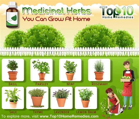 10 Medicinal Herbs You Can Grow At Home Healing Herbs Medicinal Plants