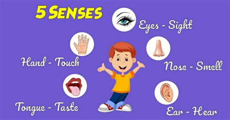Five Senses See