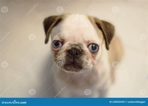 Pug Puppy With Blue Eyes Portrait Stock Image Image Of Nose Blue