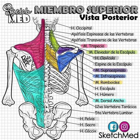 Pin Em Repasos De Anatomía