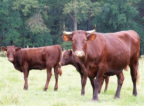 American Livestock Breeds from Colonial Times - Grit | Rural American ...