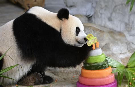 Two Giant Pandas Celebrate 6th Birthday In Chinas Resort Island
