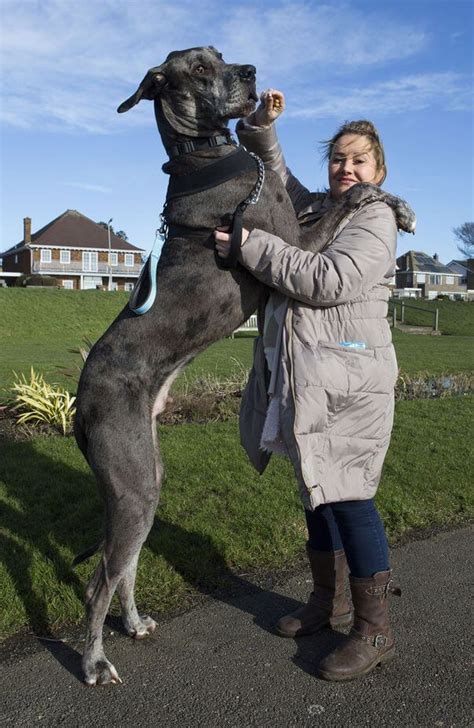 Great Dane And Woman All Big Dog Breeds