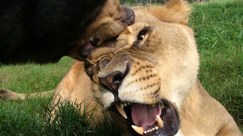 unusual bond between bear lion and tiger oversixty