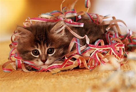 (although it's surprising how easily you get used to saying 'i'm going to put all your kittens in the blender, and then blend them'! Why Do Kitties Like to Play with Yarn? | Kittens Whiskers