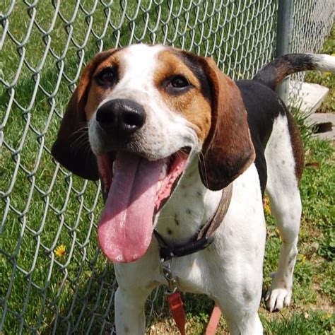 We strive to produce quality pups and to spread the joy of. Treeing Walker Coonhound dog for Adoption in Richmond, IN ...