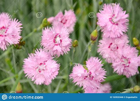 Pink Carnation. Feder-Nelke, Dianthus Plumarius - Dianthus ...
