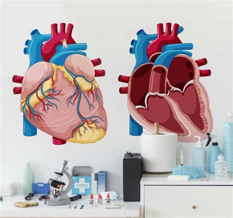 Vinilo Para Negocio Ilustración Corazón Anatomía Tenvinilo