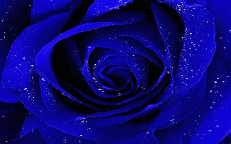 Beautiful Blue Rose Desktop Wallpapers Wallpaper Cave