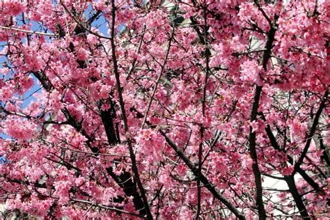 L'iris reticulata invece fiorisce nel tardo inverno o. Milano, l'anticipo di primavera con gli alberi in fiore ...