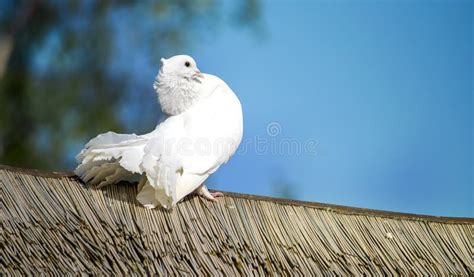 White Dove Sitting On A Wooden Roof Stock Image Image Of Sunny Roof