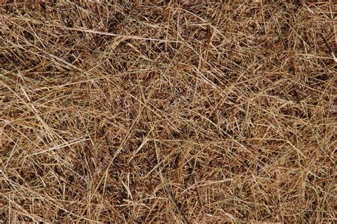 Dead Grass Texture — Stock Photo © Vlue 4625201