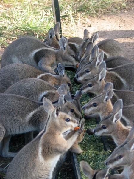 How To Help Rescued Wallabies In Australia Goodtrippers