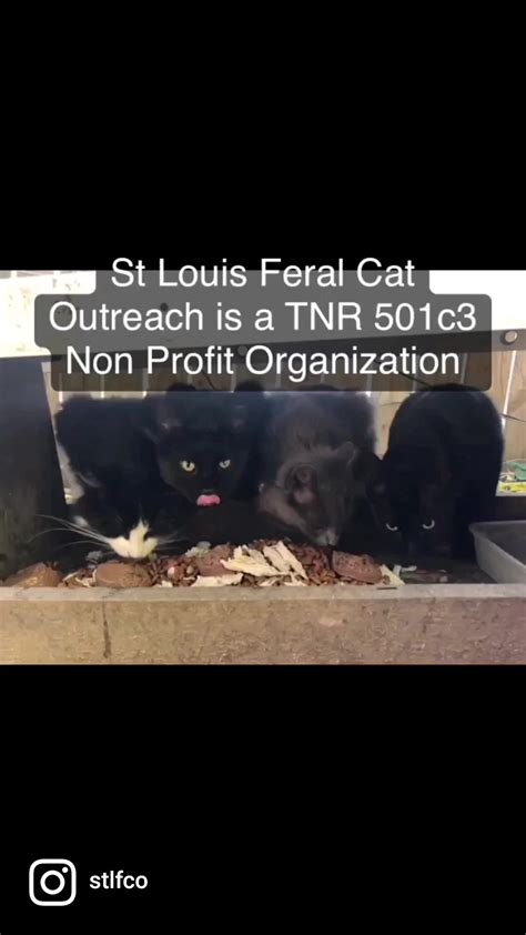 St Louis Feral Cat Outreach