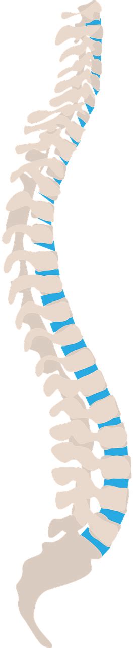 download spine spine side health side png image spinal cord injuries clipart png download pikpng