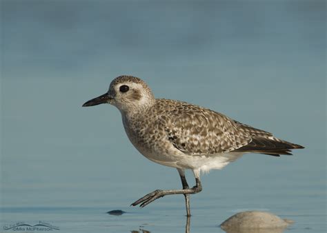 Birding Is Fun A Few Images Of Breeding And Nonbreeding Shorebirds