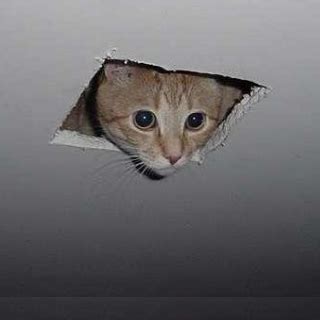 In teh beginnin ceiling cat maded teh skiez an da erfs n stuffs. Siskoid's Blog of Geekery: Cat of the Geek #84: Ceiling Cat