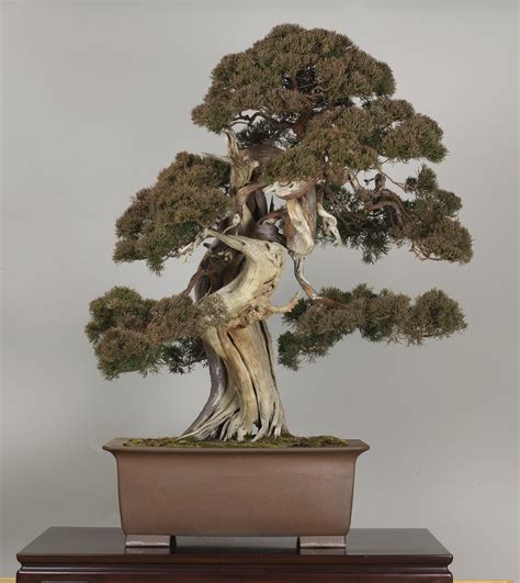 Bonsai is sometimes confused with dwarfing, but dwarfing more accurately refers to researching and creating cultivars of plant material that are permanent. The Omiya Bonsai Art Museum, Saitama