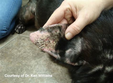 Closeup Skin Dog Scabies Disease Stock Photo Download Image Now Dog