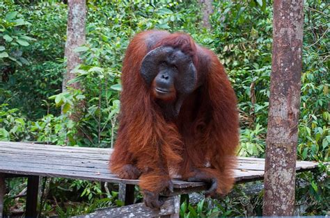 Orangutan Orangutan Male Orangutan Cute Monkey