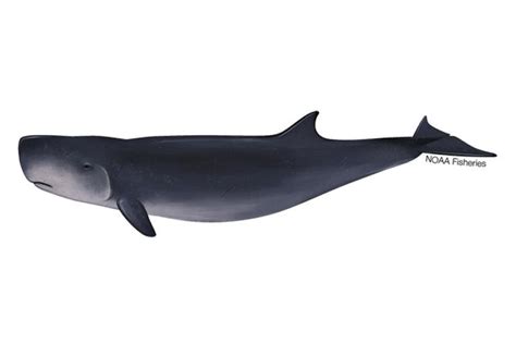 Dwarf Sperm Whale Noaa Fisheries