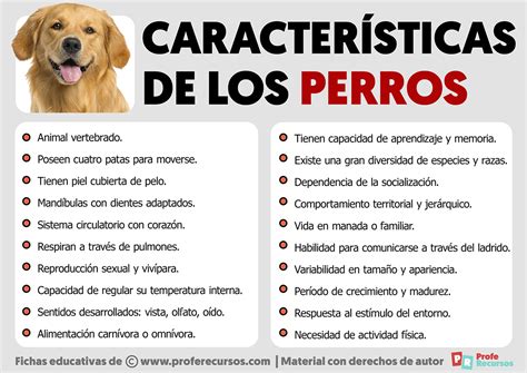 Características De Los Perros