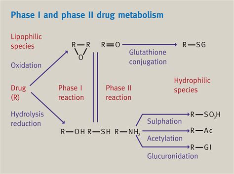Modes Of Drug Elimination And Bioactive Metabolites Anaesthesia