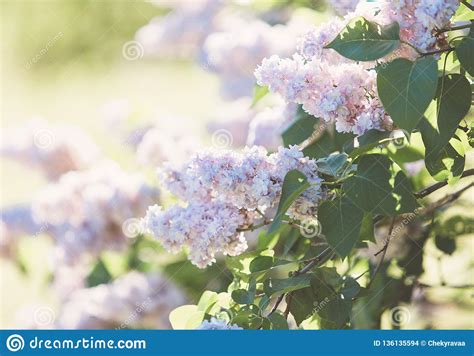 Blooming Pink Lilac Bush At Spring Time With Sunlight Blossoming Pink