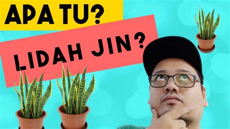Selain mencantikkan rumah anda, pokok lidah jin juga berfungsi sebagai pembekal oksigen dalam rumah. Lidah Jin??..Bagaimana rupa pokok Lidah Jin. #Vlog # ...