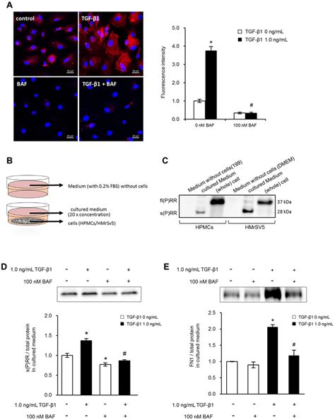 And another example is the hydrogen potassium atpase (h + /k + atpase or gastric proton pump) that acidifies the contents of the stomach. Role of V-ATPase activity and cellular trafficking of ...