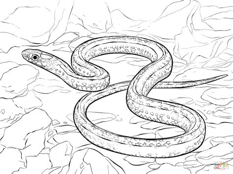 Kids can give the coils of the reptile a subtle sheen by using silvers or leaving some patches white before blending in the body colors. Snakes Coloring Pages Printable - Coloring Home