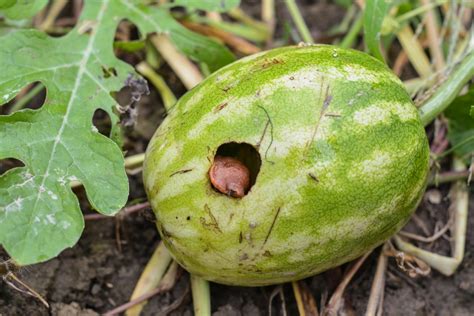 Watermelon seeds will sprout in 3 to 14 days depending on the weather. Common Watermelon Diseases & Prevention - Garden.eco