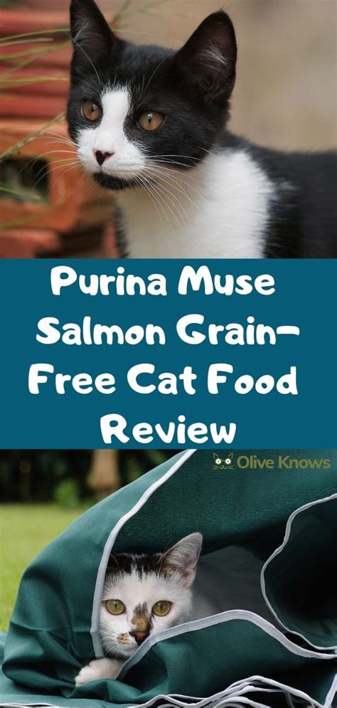 Are you a holistic pet owner on the lookout for the best grain free cat food in the purina beyond grain free wet cat food. Purina Muse Salmon Grain-Free Cat Food Review | OliveKnows